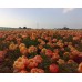 Пион Paeonia Coral Charm